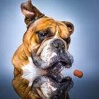 Borris die Bulldogge II