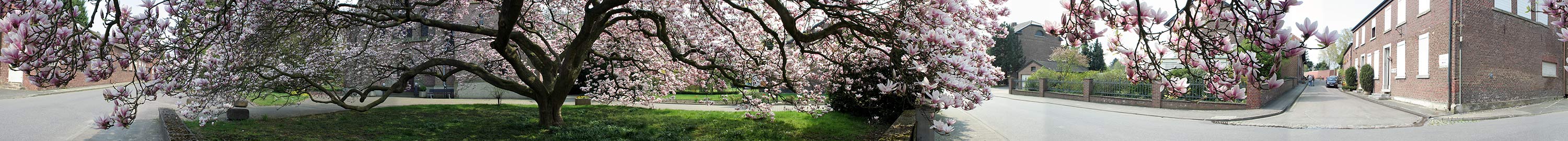 Borschemich-Magnolie, die nicht umsiedeln kann