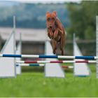 Borsi beim Agility