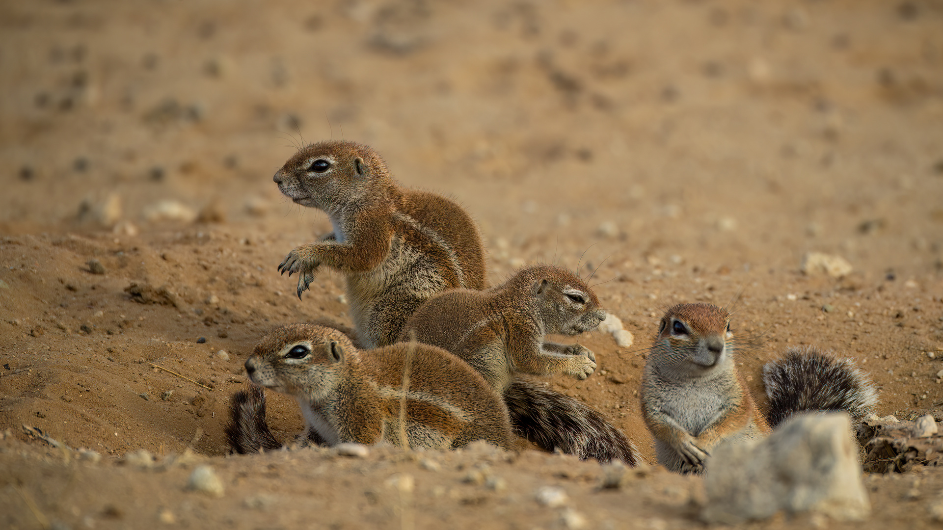 Borstehörnchen