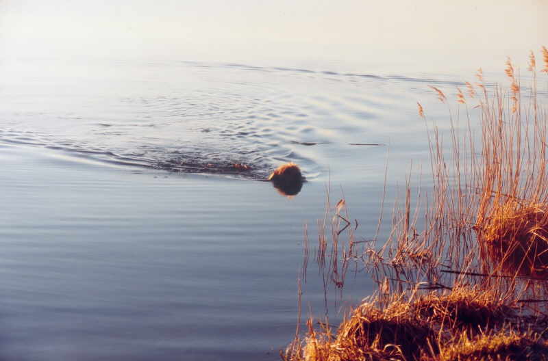 Borstel im Wasser 2