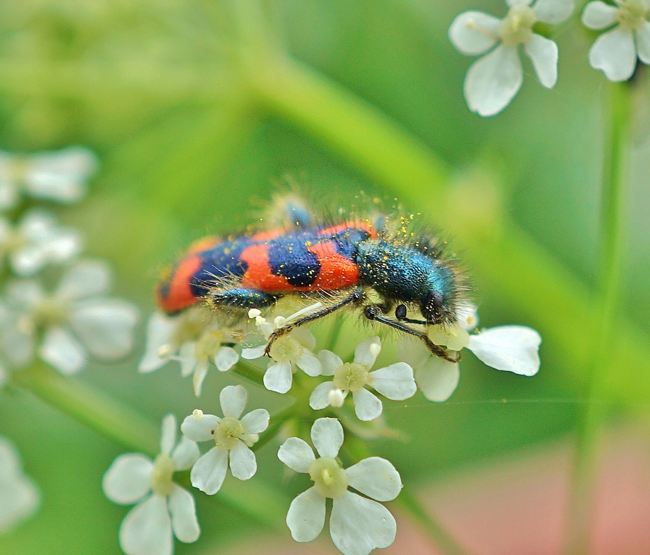 (Borsten)-Käfer: Trichodes alvearius / Zottiger Bienenkäfer