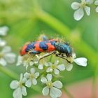 (Borsten)-Käfer: Trichodes alvearius / Zottiger Bienenkäfer