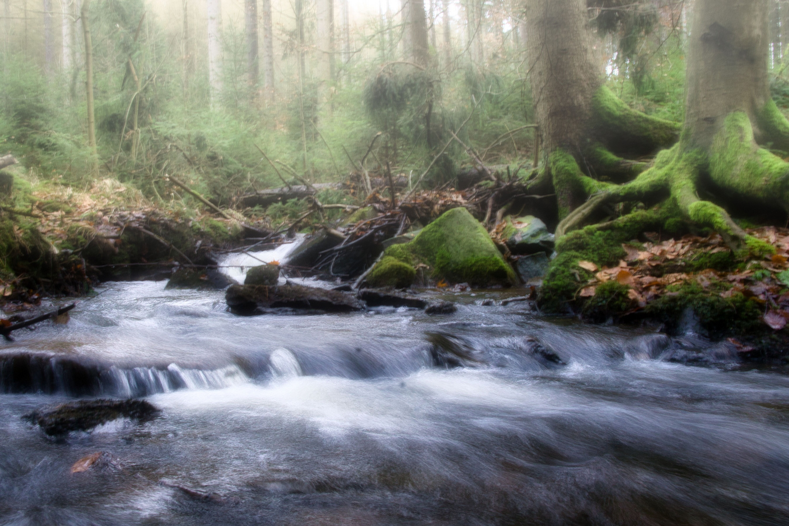 Borstendorf Wald