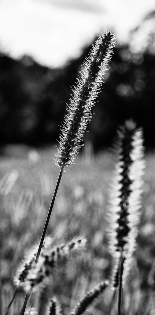 Borstenhirse im Gegenlicht