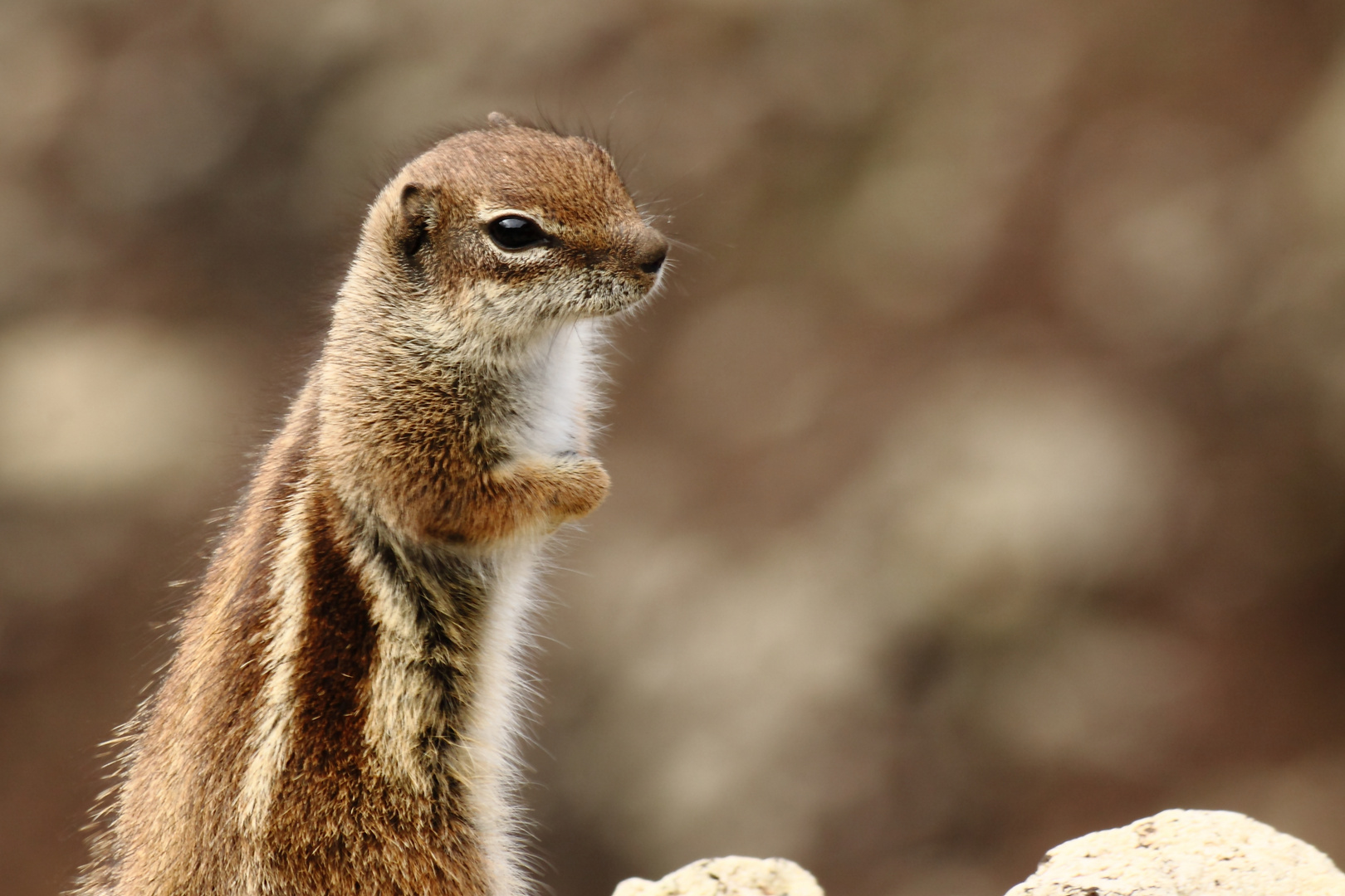 Borstenhörnchen