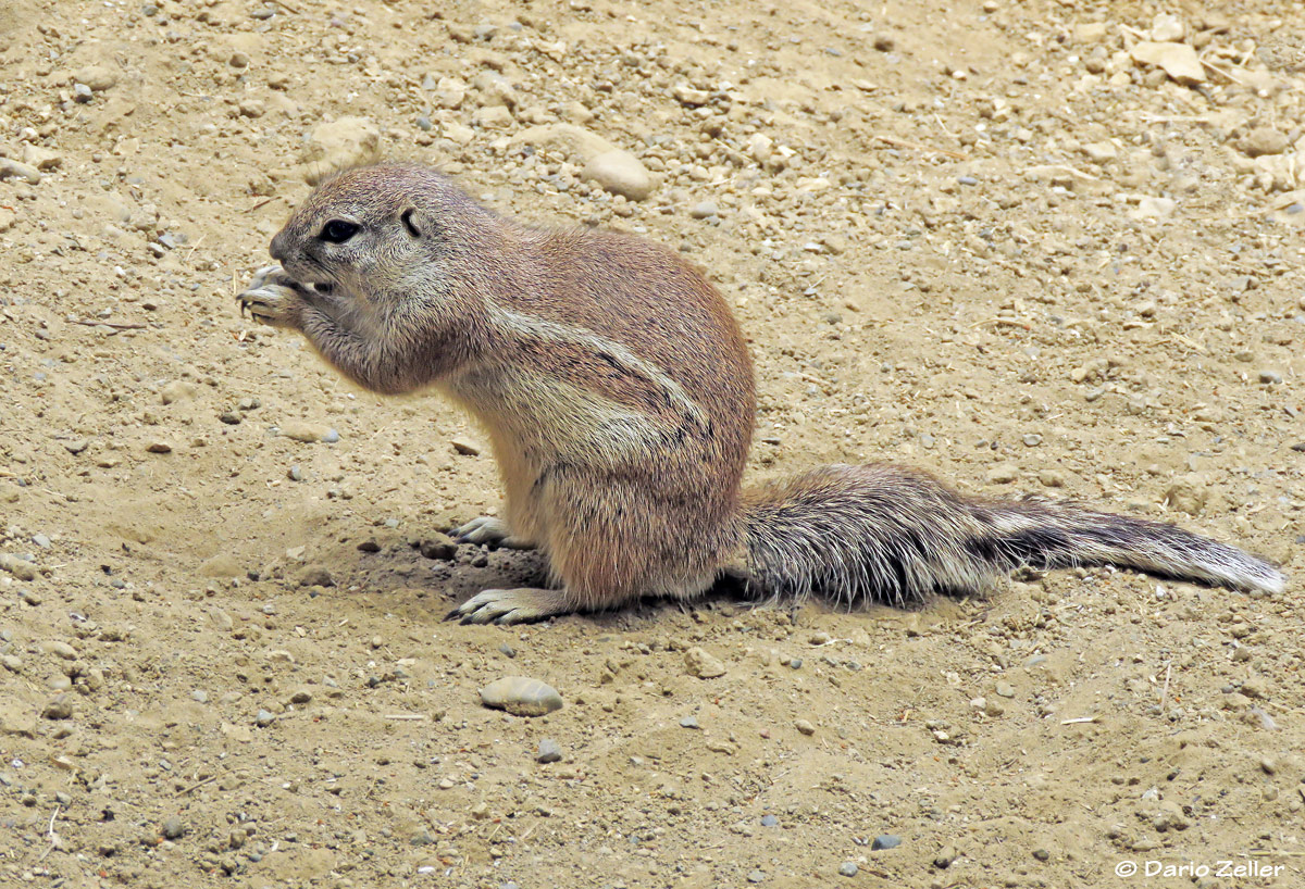 Borstenhörnchen