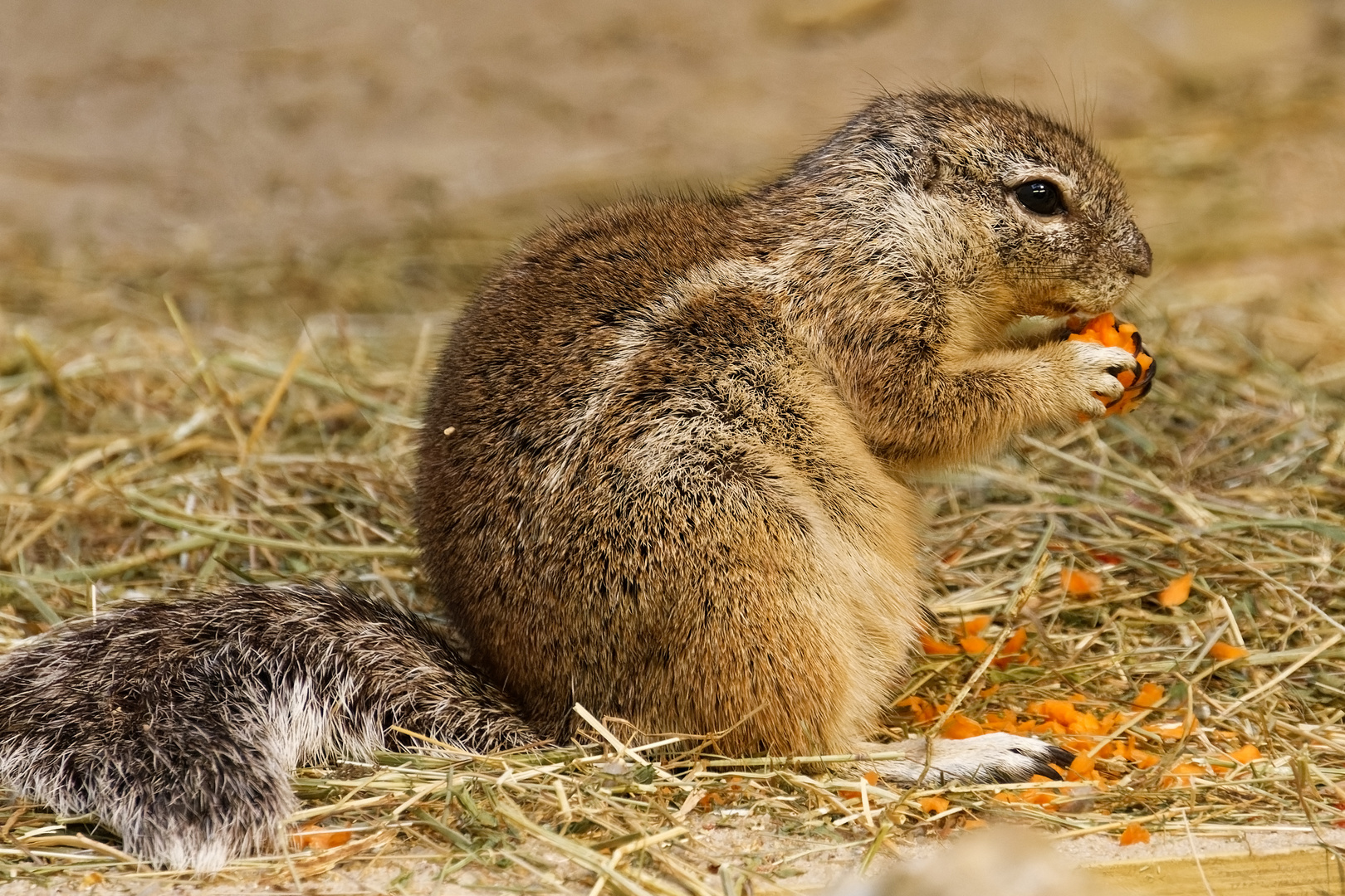 Borstenhörnchen 