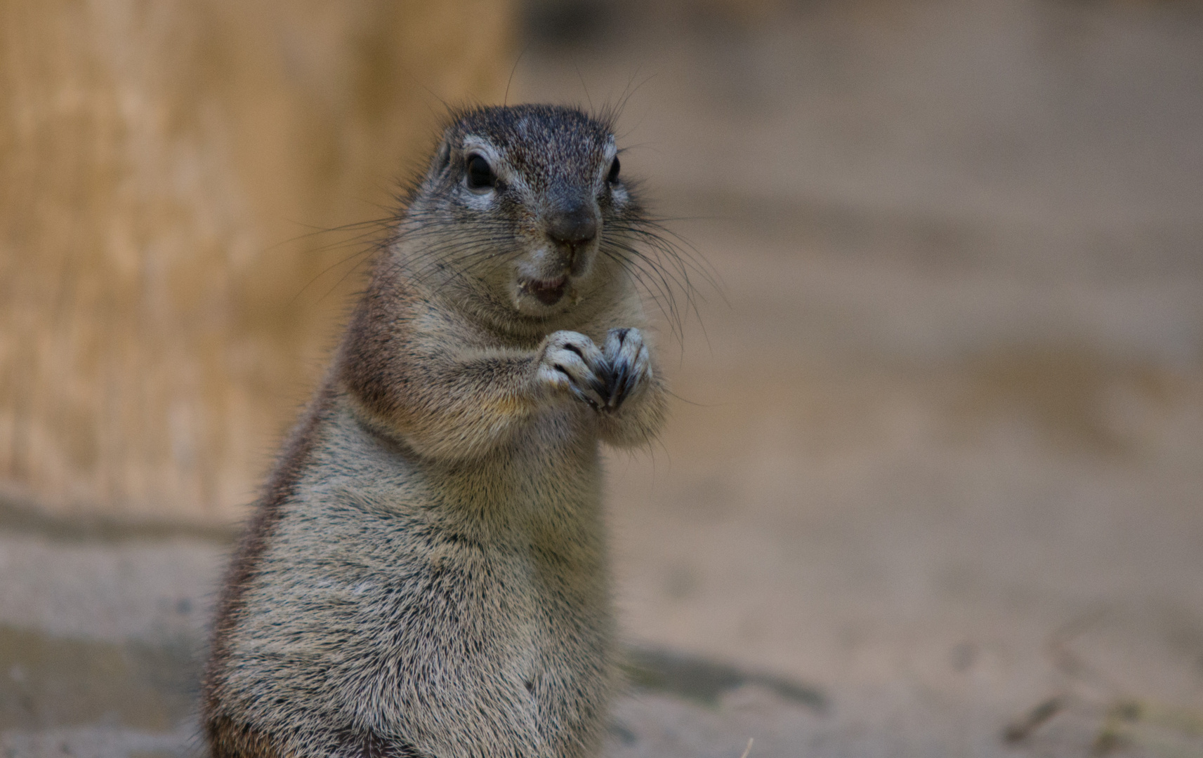 Borstenhörnchen