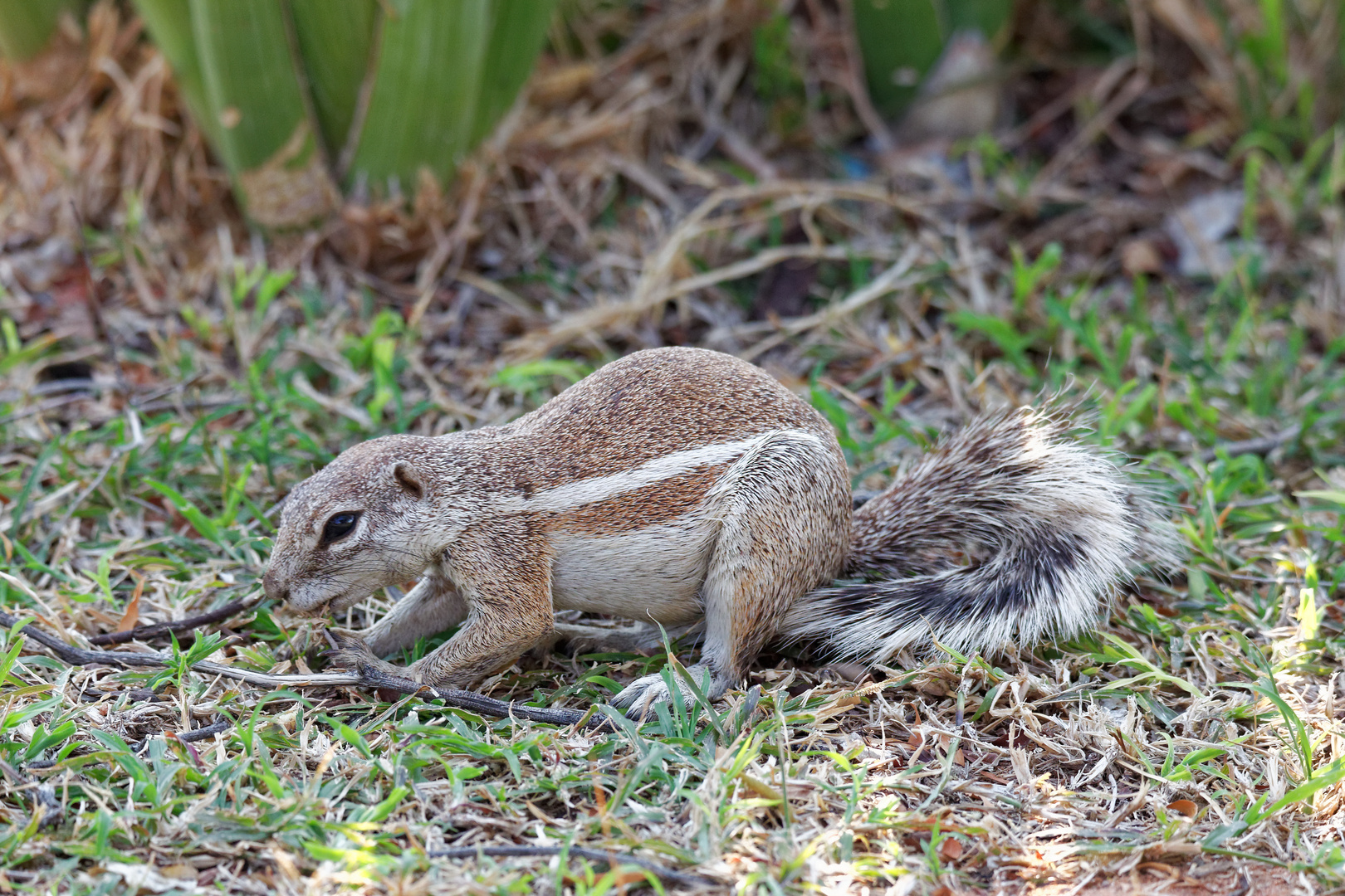 Borstenhörnchen