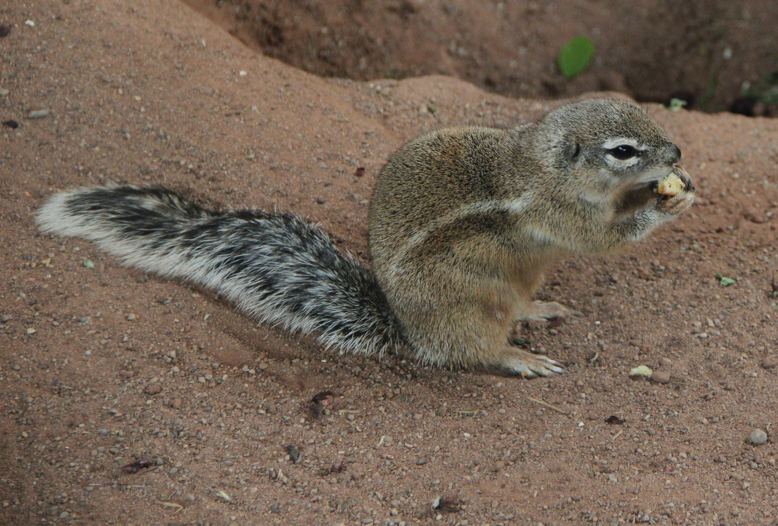 Borstenhörnchen