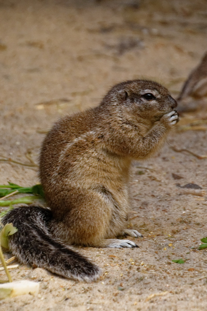 Borstenhörnchen