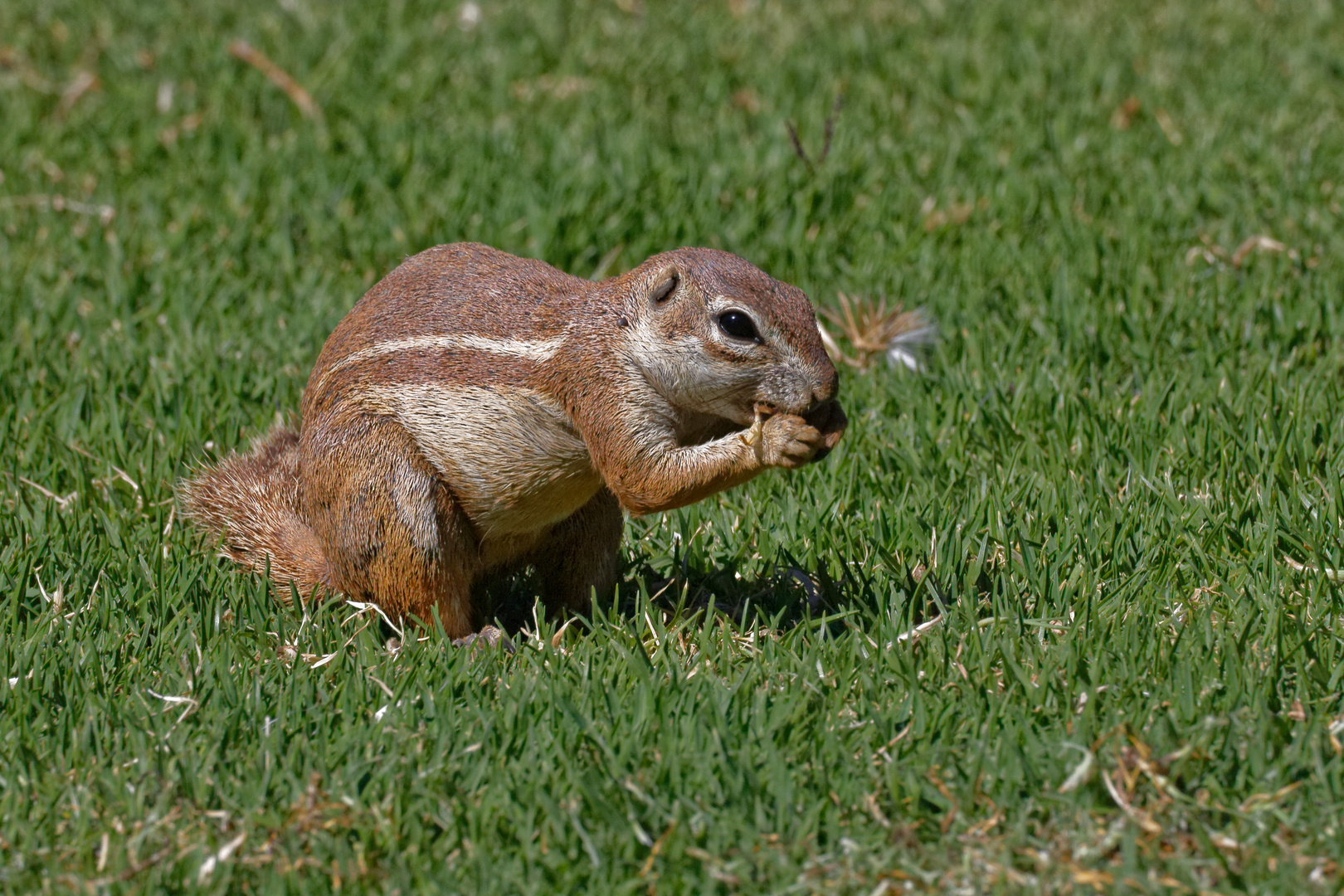 Borstenhörnchen