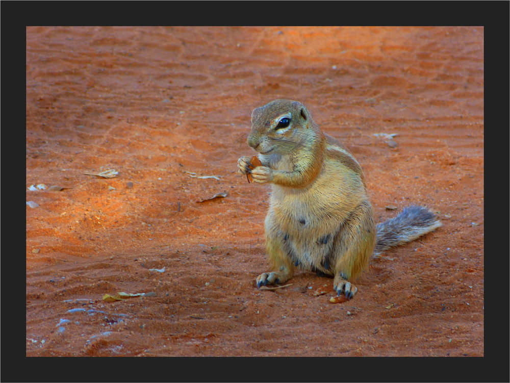 Borstenhörnchen