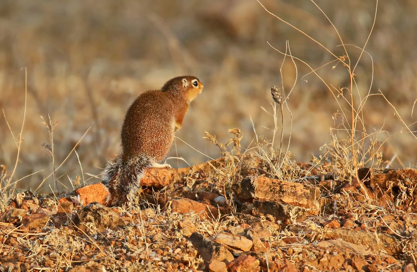 Borstenhörnchen