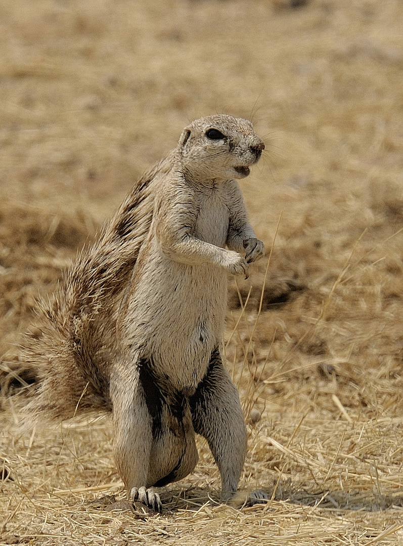 Borstenhörnchen