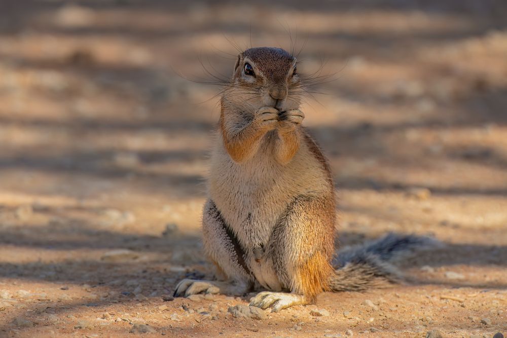 Borstenhörnchen