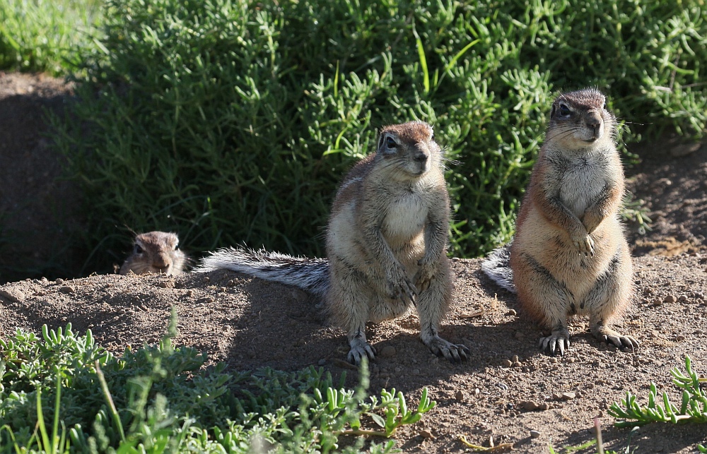 Borstenhörnchen