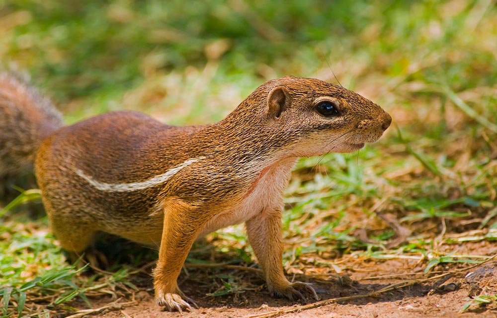 Borstenhörnchen...