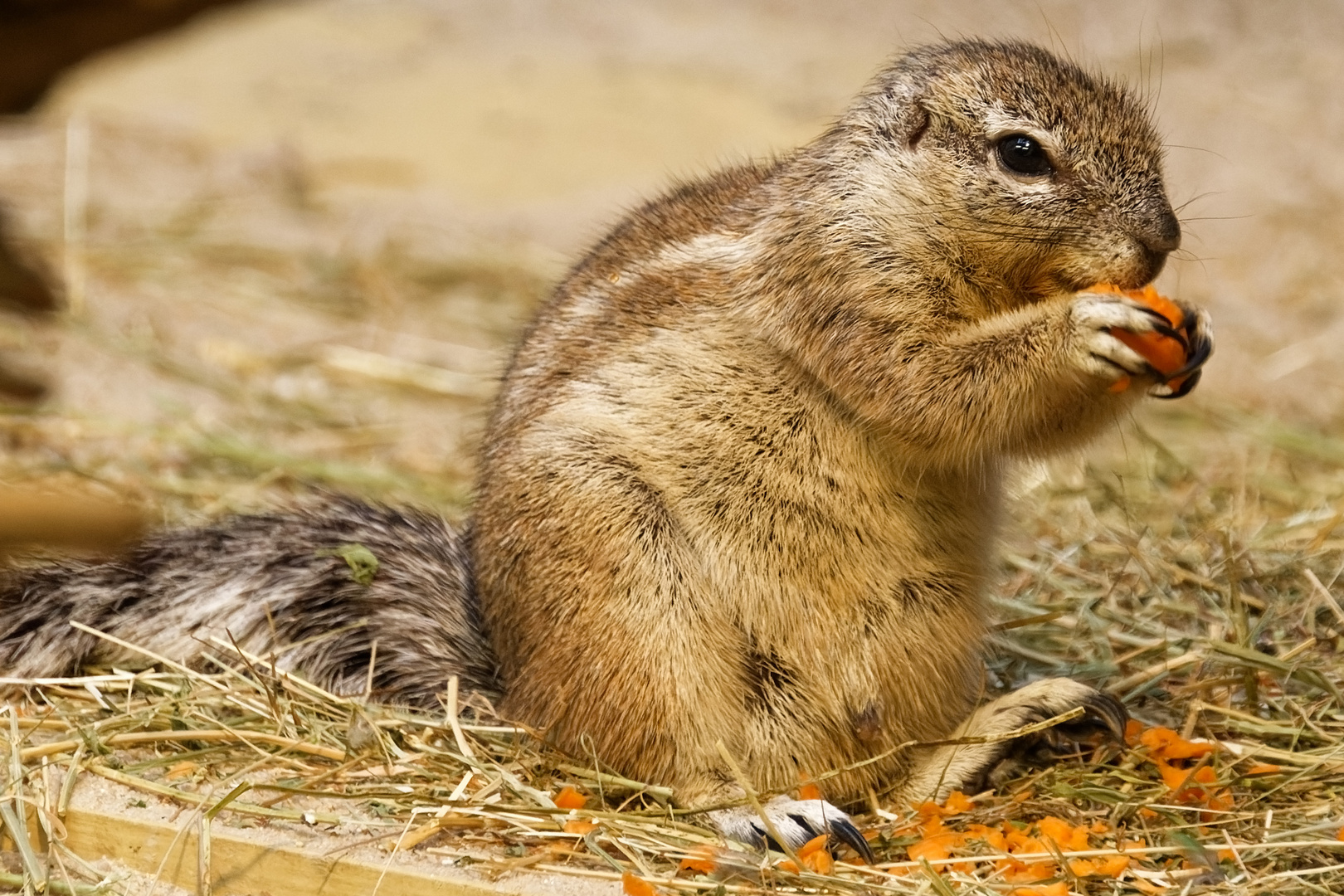 Borstenhörnchen 