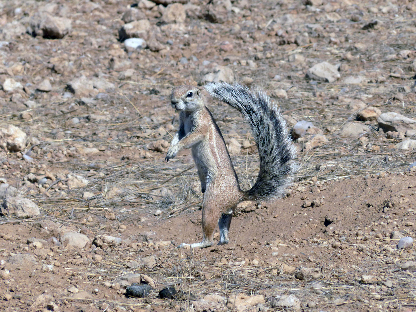 Borstenhörnchen in Namibia