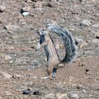 Borstenhörnchen in Namibia