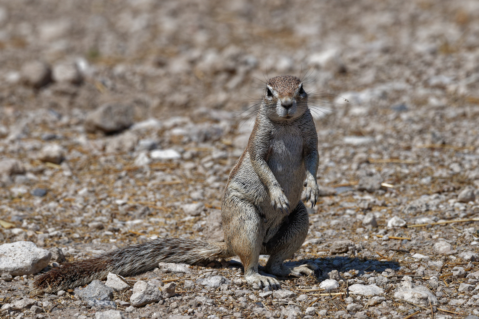 Borstenhörnchen_1