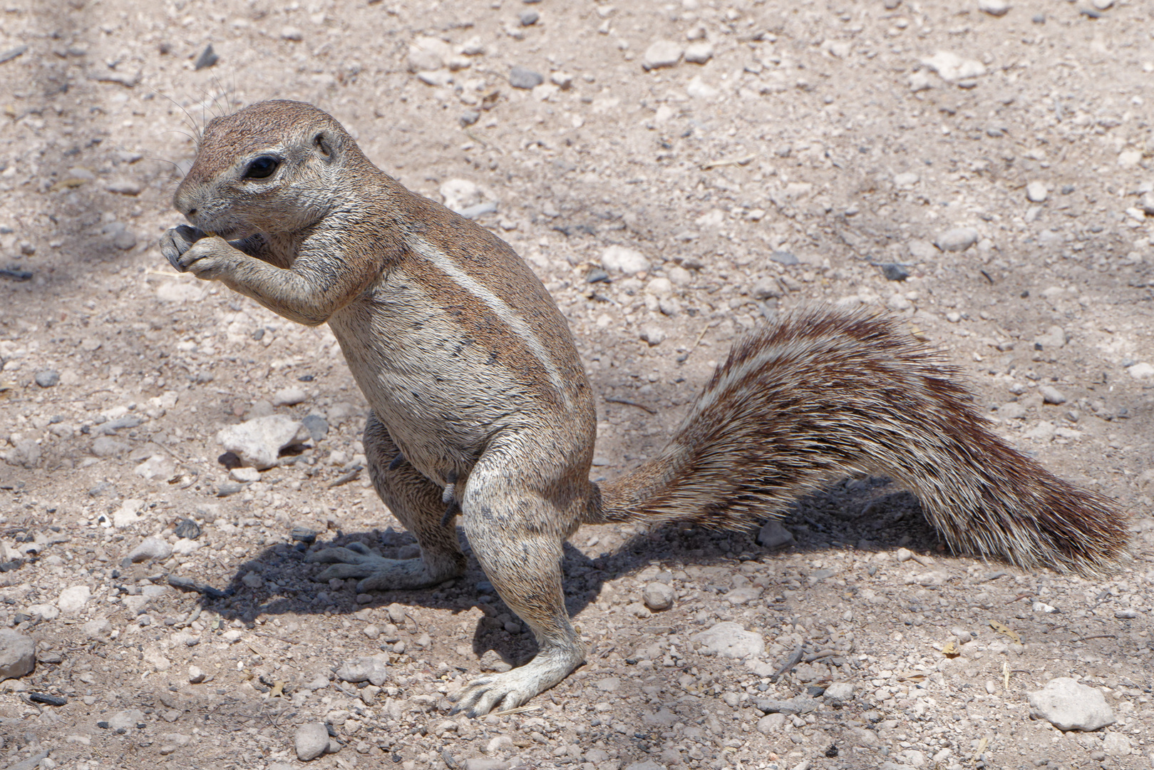 Borstenhörnchen_2