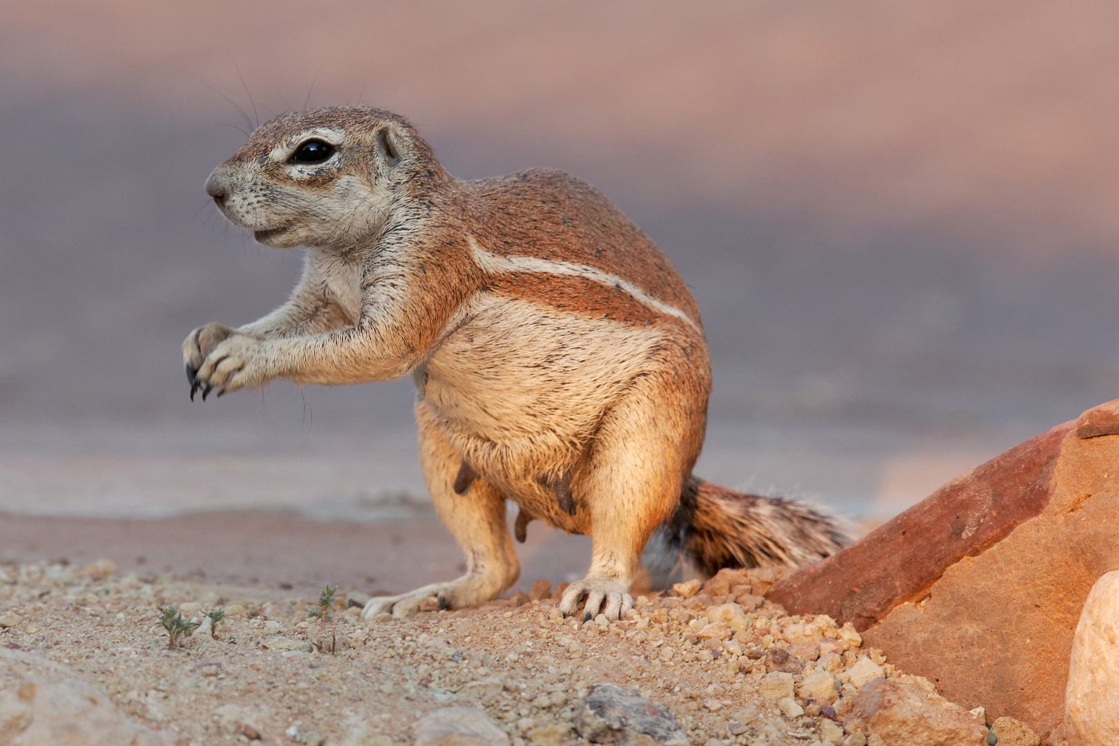 Borstenhörnchen_2