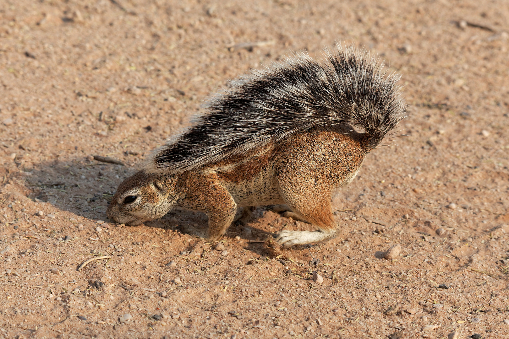 Borstenhörnchen_5