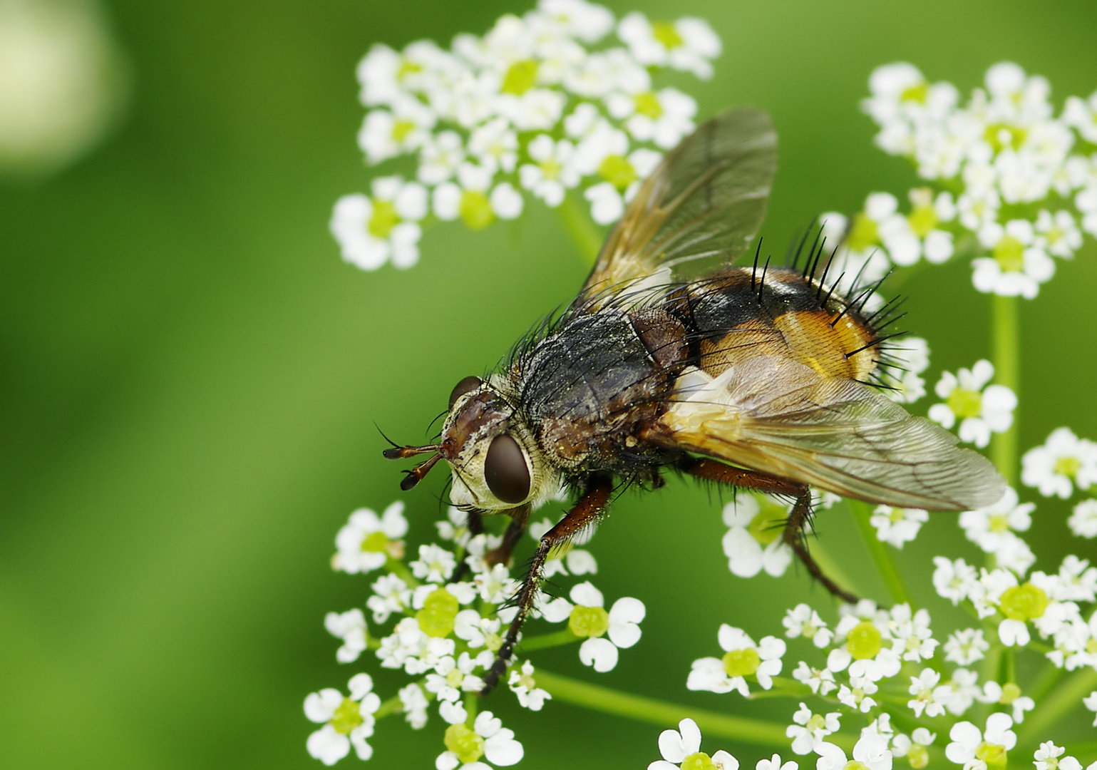 Borstentier - eine Igelfliege