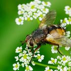 Borstentier - eine Igelfliege