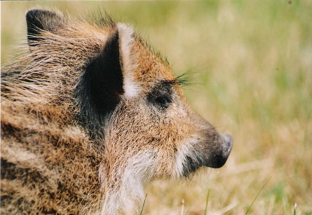 Borstie Nachdenklich