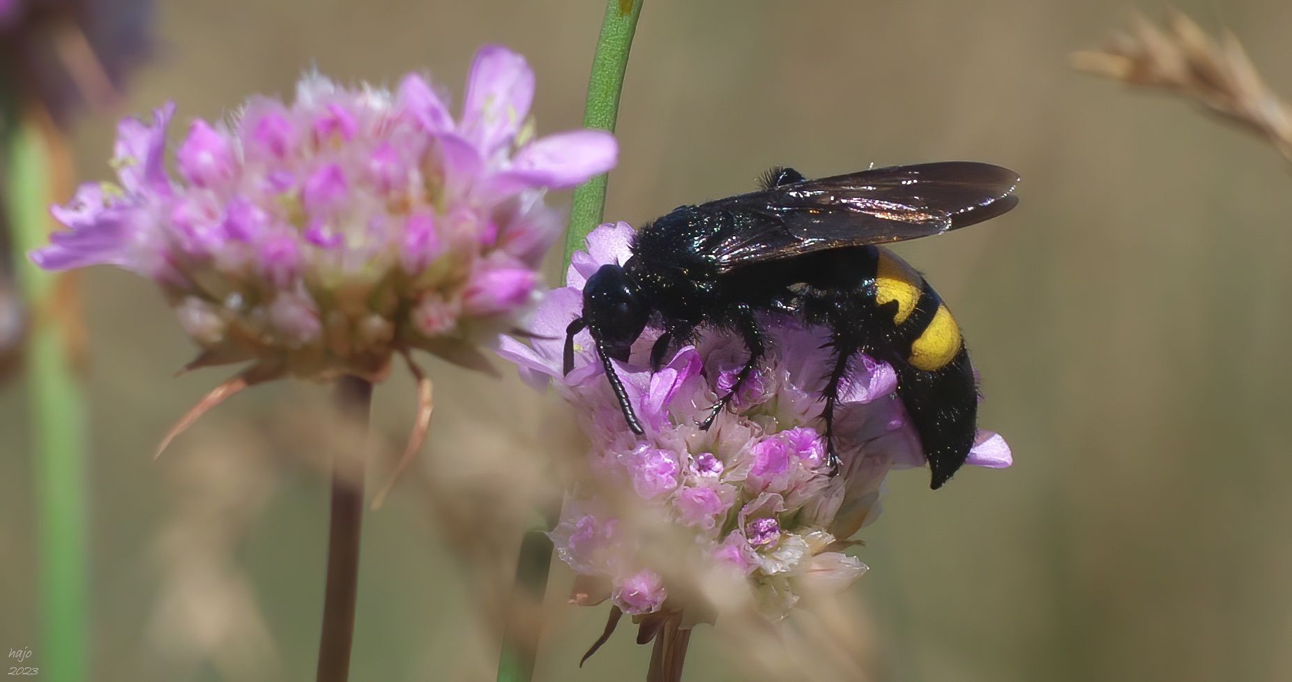 *Borstige Dolchwespe (Scolia hirta)*