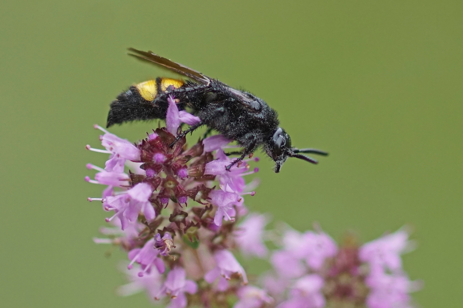 Borstige Dolchwespe (Scolia hirta)