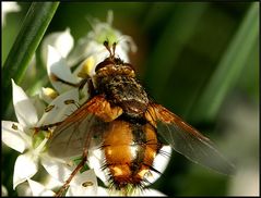 Borstige Fliege