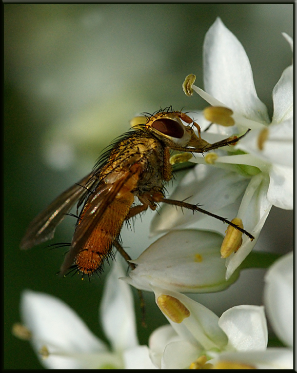 Borstige Fliege2