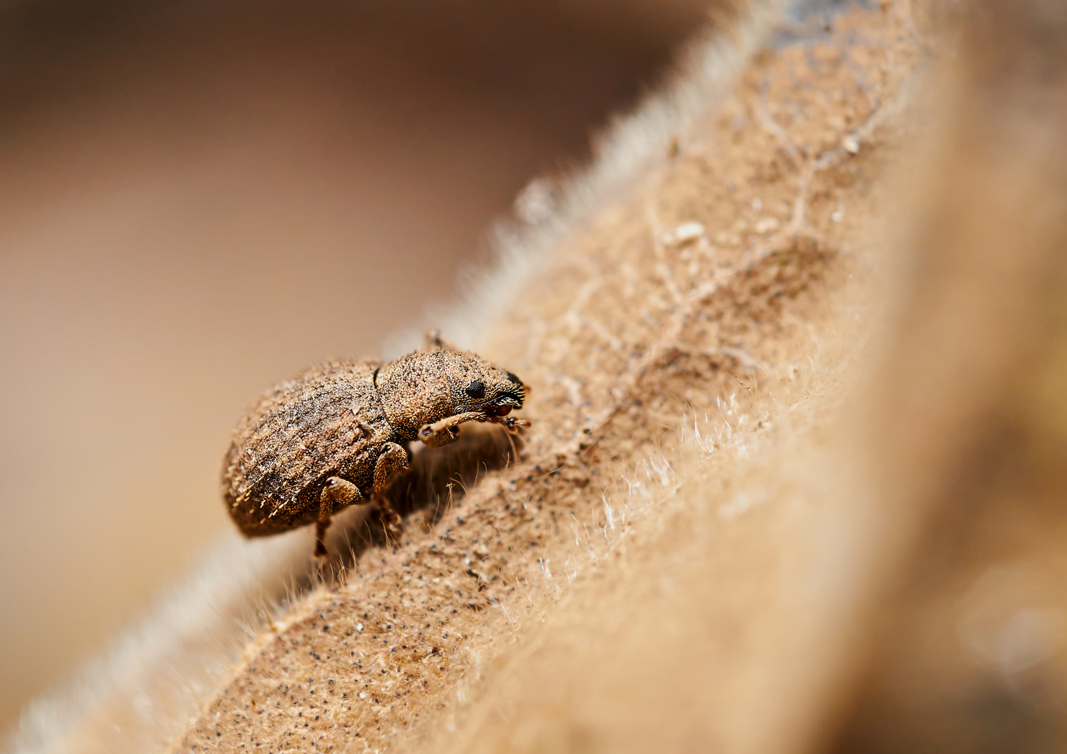 Borstiger Wurzelrüssler (Sciaphilus asperatus)