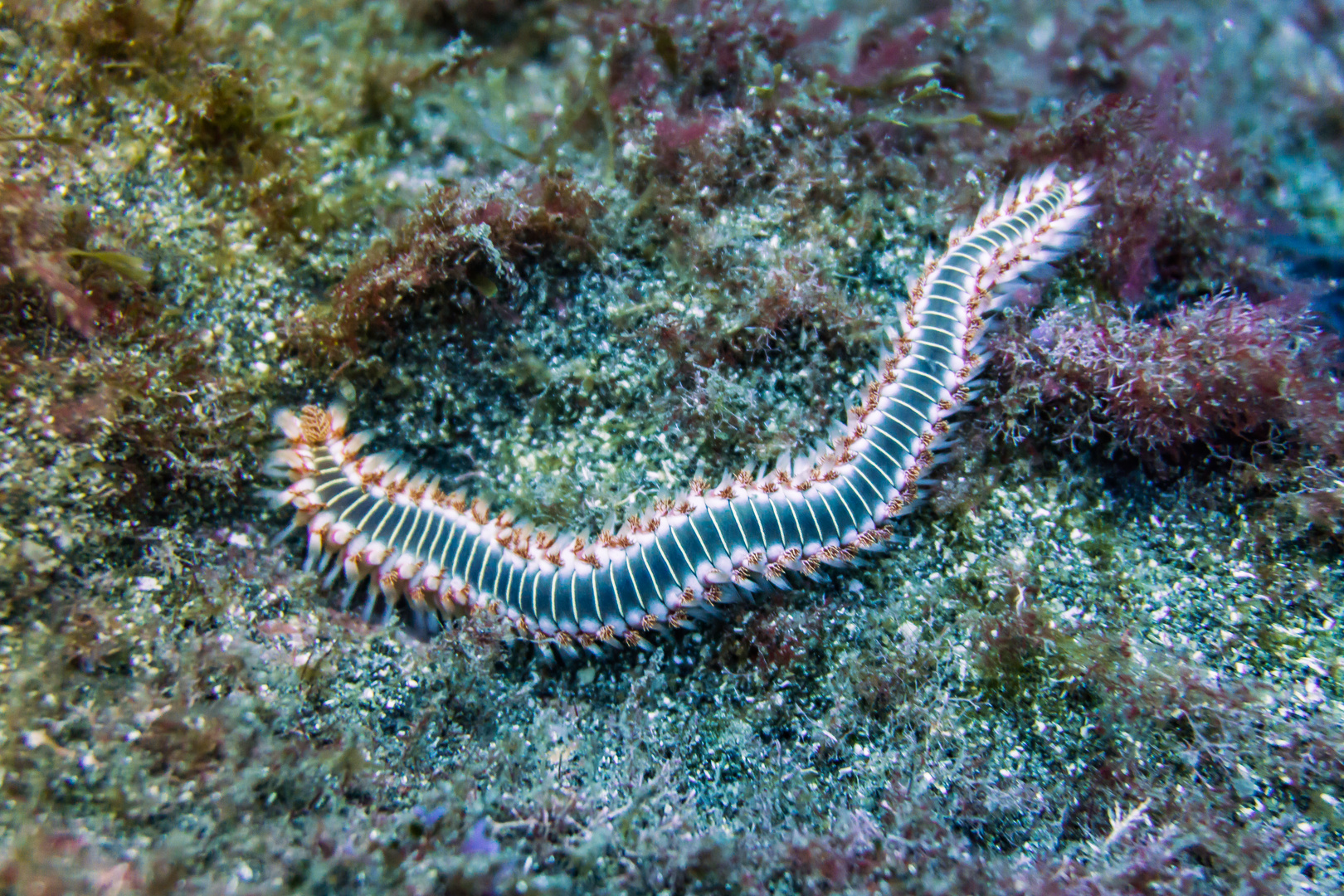 borsti,my polychaete friend from below