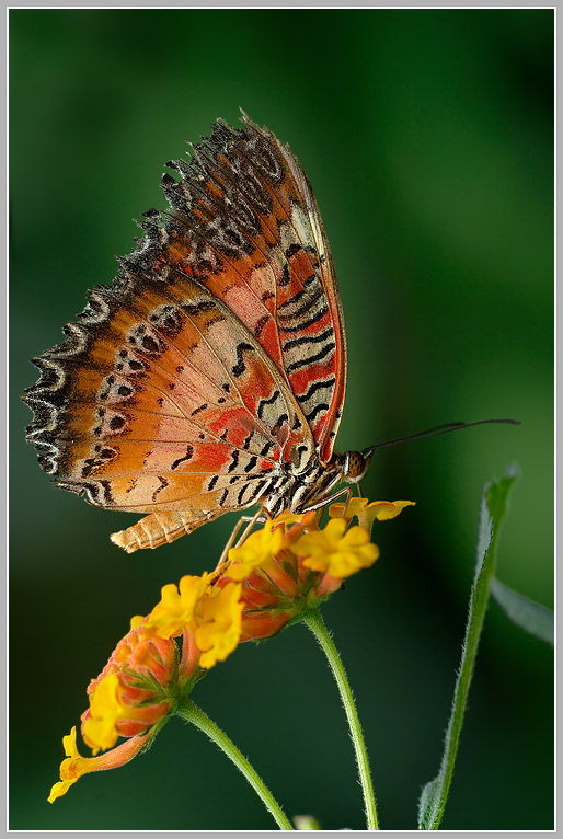 Bortenfalter (Cethosia biblis)