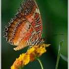 Bortenfalter (Cethosia biblis)