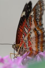 Bortenfalter (Cethosia biblis)