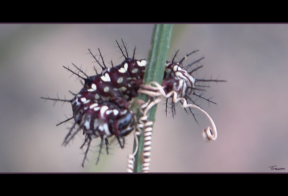 Bortenfalter Raupe