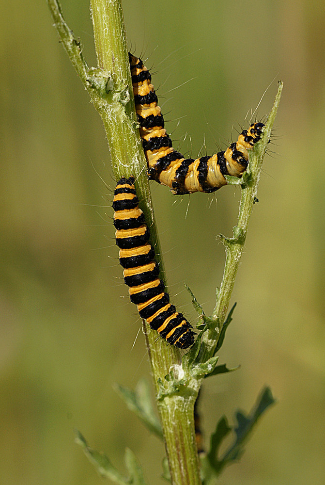 Borussia Dortmund (Raupen des Jakobkrautbären, Nachtschmetterling)..