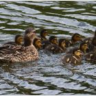 Borussia`s E-Jugend im Freibad