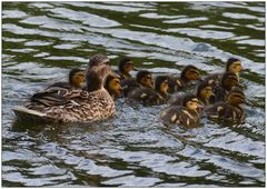 Borussia`s E-Jugend im Freibad