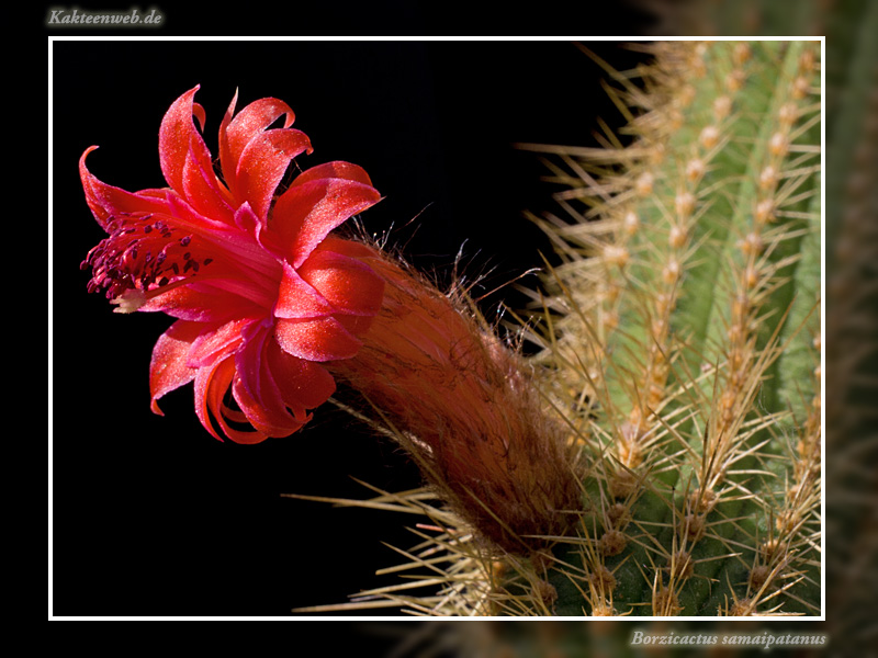 Borzicactus samaipatanus