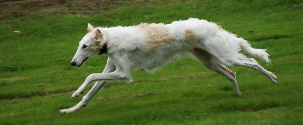 Borzoi on the run.