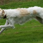 Borzoi on the run.