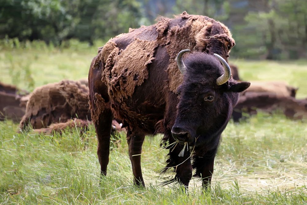 Bos bison